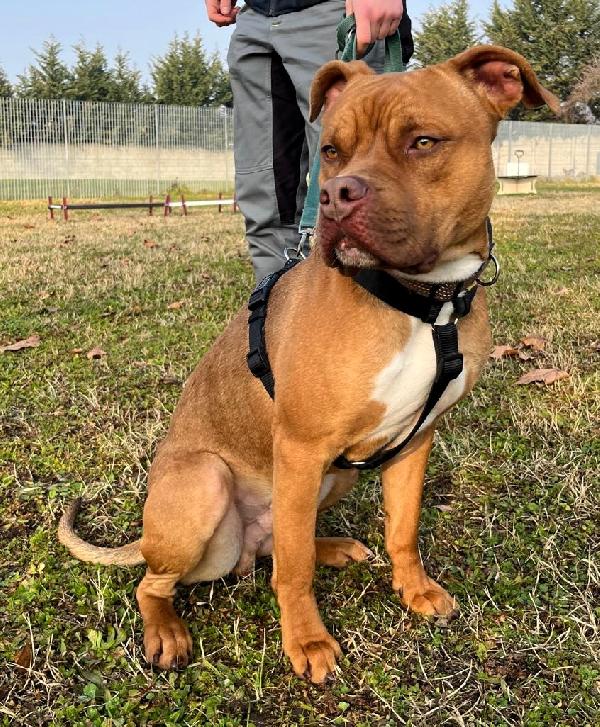 NILO BELLISSIMO METICCIO Foto 3